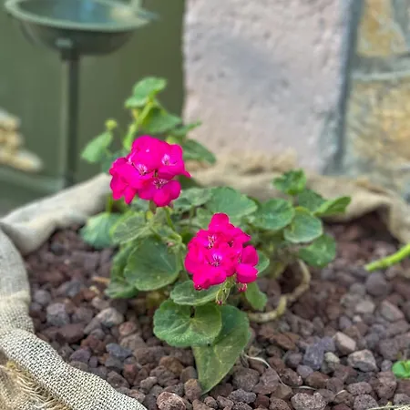 Maison d'hôtes Olivia1845 Over 16 Years Old *